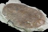 Huge, Isotelus Trilobite - Oldenburg, Indiana #126214-3